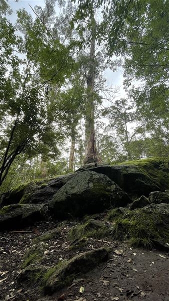 Porongorup National Park (4/07/2025 - Credits: Anika Fourie)