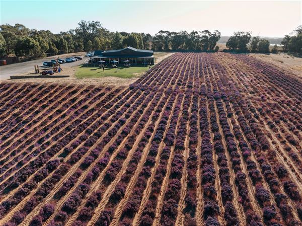Yanchep Lavender Estate (10/03/2023)