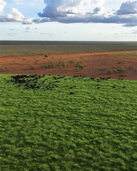 Pardoo Wagyu Station (11/06/2025)