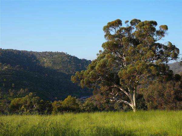 Brigadoon - Campresic Road (10/03/2026)