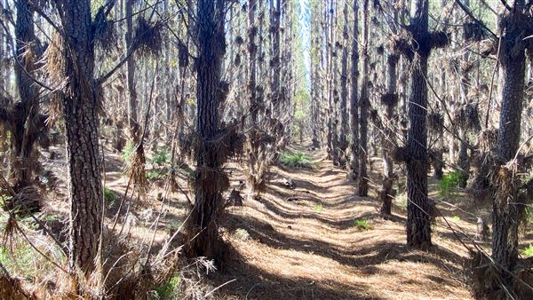 Jarrahdale Pine Plantations (14/11/2025 - Credits: Brett Dowson)