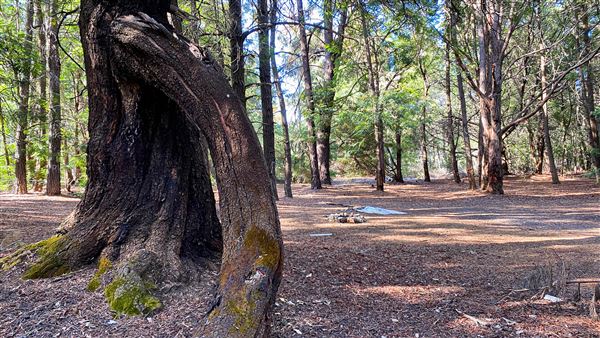 Jarrahdale Pine Plantations (14/11/2025 - Credits: Brett Dowson)