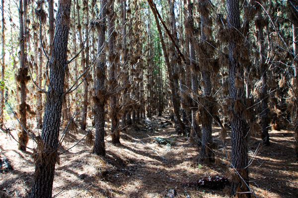 Jarrahdale Pine Plantations (14/11/2025 - Credits: Brett Dowson)