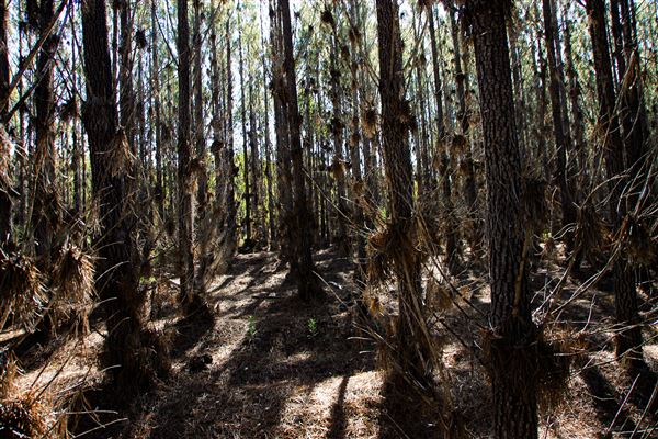 Jarrahdale Pine Plantations (14/11/2025 - Credits: Brett Dowson)