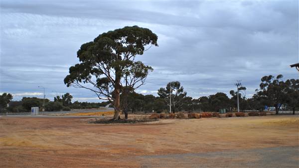 Dalwallinu (19/03/2015)