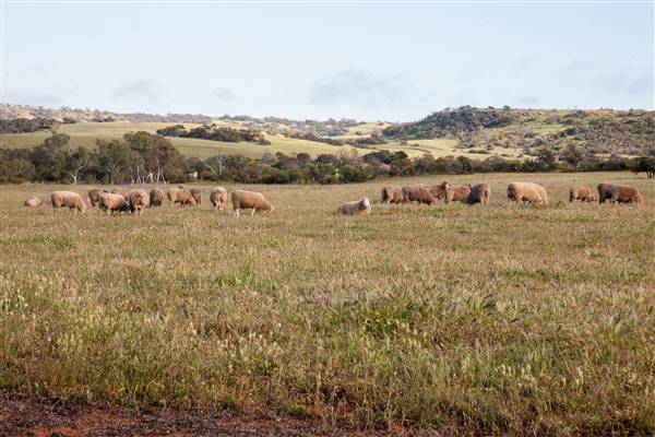 Chapman Valley - Mingenew Sheep Pasture     (August-September) (16/05/2017 - Credits: MWDC)
