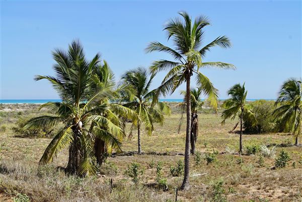 Coconut Wells (Goolarabooloo Millibinyarri) (12/01/2018 - Credits: Paul Bell)