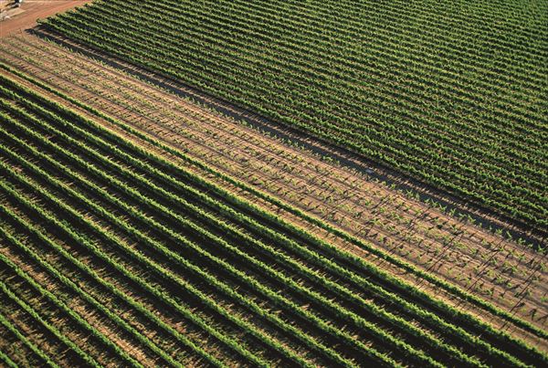Yallingup - Amberley Estate Winery (31/01/2018 - Credits: Tourism WA)