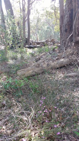 Mingah Mia Family Farm - Hectares of bush around the house and sheds (7/10/2018 - Credits: Jo Jackson King)