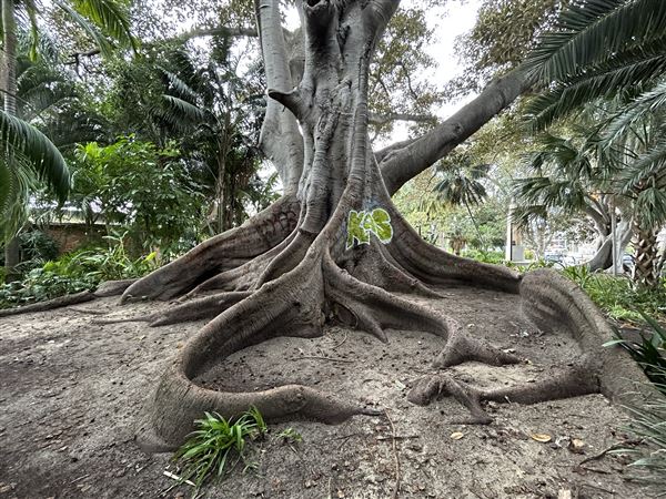 Supreme Court Gardens (18/10/2023 - Credits: Shea Walsh)
