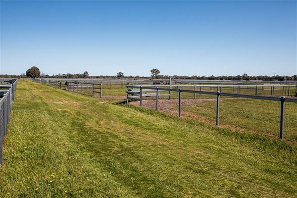 Gold Front Breeding & Racing (28/01/2025)