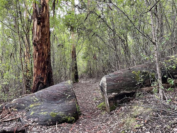 Porongorup National Park (4/07/2025 - Credits: Anika Fourie)