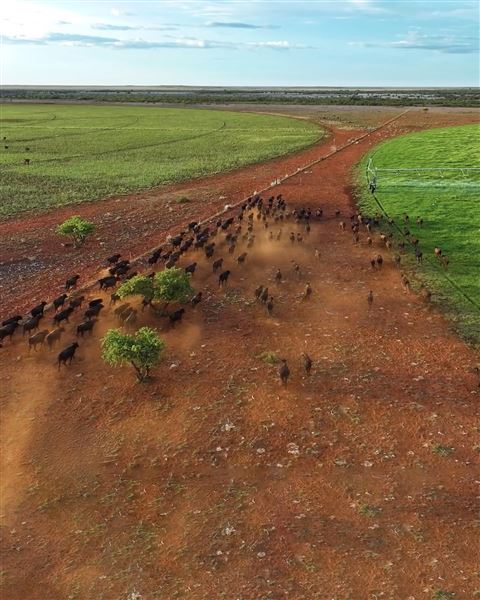 Pardoo Wagyu Station (11/06/2025)