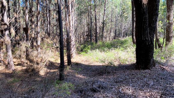Jarrahdale Pine Plantations (14/11/2025 - Credits: Brett Dowson)