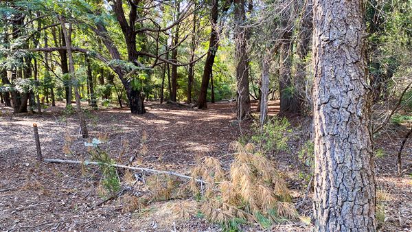 Jarrahdale Pine Plantations (14/11/2025 - Credits: Brett Dowson)