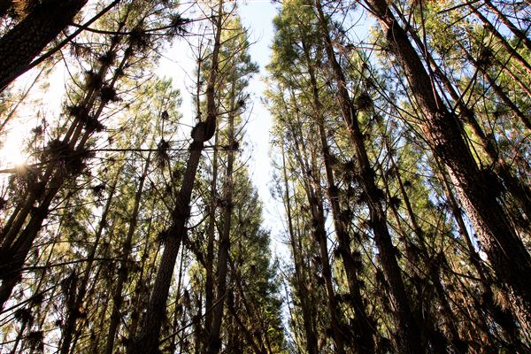 Jarrahdale Pine Plantations (14/11/2025 - Credits: Brett Dowson)