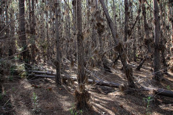 Jarrahdale Pine Plantations (14/11/2025 - Credits: Brett Dowson)