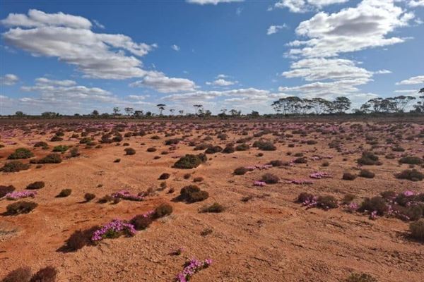 Kalgoorlie-Boulder - Overview (17/07/2026)