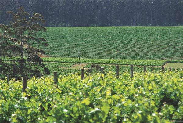 Sandalford Vineyards - Pemberton plantation (19/07/2016 - Credits: Tourism WA)