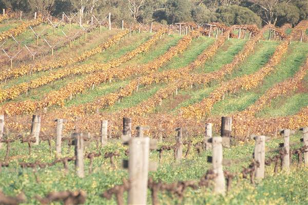 Swan Valley - Vineyards (1/09/2016)