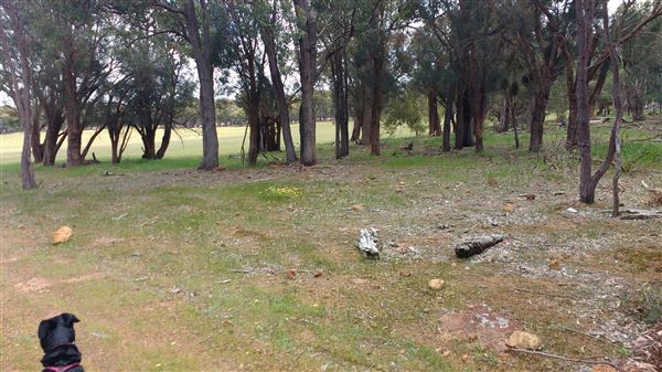 Mingah Mia Family Farm - This is the front paddock with a trough. It's like a giant oval with trees around the edges except where the fence between us and the neighbours runs. (7/10/2018 - Credits: Jo Jackson King)