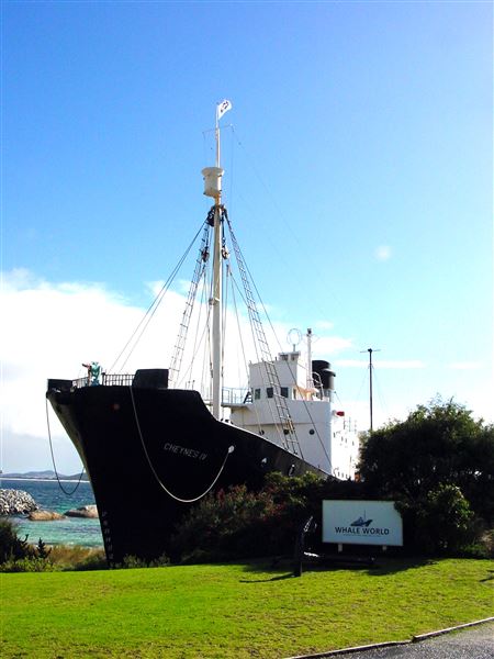 Albany's Historic Whaling Station (6/04/2020)