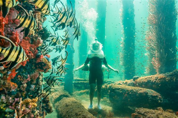 Busselton - Anyone aged 12+ can do an Undersea Helmet Walk – it’s suitable for all abilities, no diving experience required. Using world-leading high-tech helmets DBJ friendly team of expert dive professionals will take you down to the ocean floor to experience the wonderful underwater world.  Be sure to bring your bathers and a towel with you. Changeroom and shower facilities are available.  Undersea Helmet Walk uses compressed air, we require all participants to complete a self-assessment form. If you have a history of any of the medical conditions listed, you will need a GP to clear you before you arrive for your tour. (31/08/2020 - Credits: Osprey Creative)
