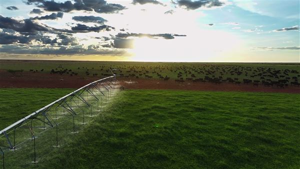 Pardoo Wagyu Station (30/07/2025)
