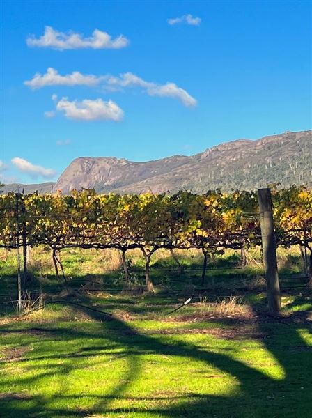 Duke's Vineyard (12/01/2026)