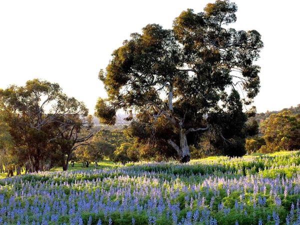 Brigadoon - Campresic Road (10/03/2026)