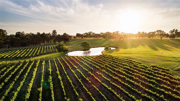 Sandalford Vineyards (13/03/2026)