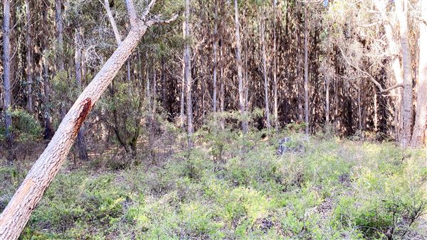 Jarrahdale Pine Plantations (14/11/2025 - Credits: Brett Dowson)