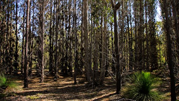 Jarrahdale Pine Plantations (14/11/2025 - Credits: Brett Dowson)