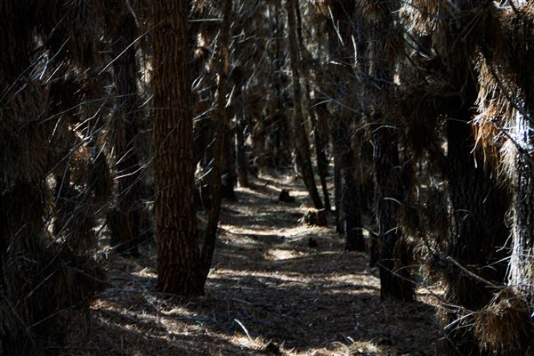Jarrahdale Pine Plantations (14/11/2025 - Credits: Brett Dowson)