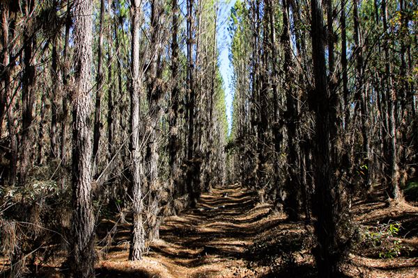 Jarrahdale Pine Plantations (14/11/2025 - Credits: Brett Dowson)