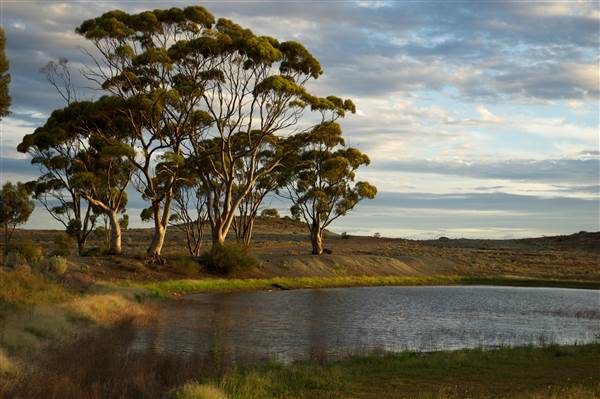 Coolgardie Outskirts (19/03/2015 - Credits: Tim Burns)