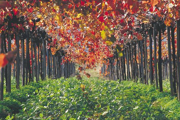 Swan Valley - Vineyards (1/09/2016)