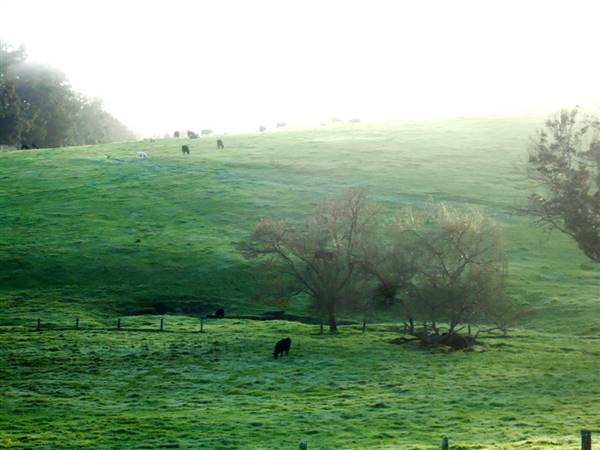 Nannup - Xmas Brook Farm (3/05/2017 - Credits: Kerrie Dunnet)