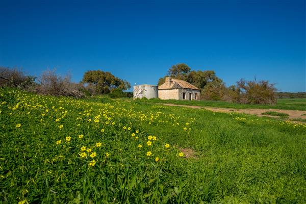 Chapman Valley - Grennough pasture building - August-September. (16/05/2017 - Credits: P Pichugin)