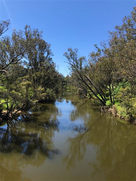 Pinjarra Suspension Bridge (16/10/2018)