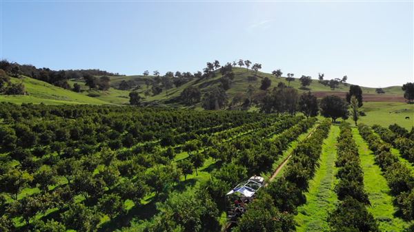 The Orchard Perth Pty Ltd (1/07/2020 - Credits: The Orchard Perth Pty Ltd)