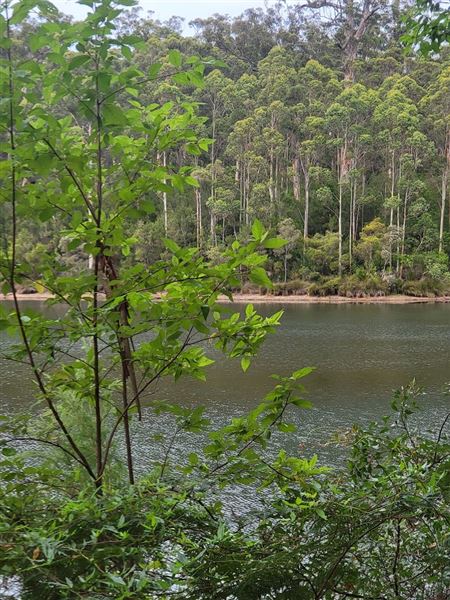 Pemberton - Big Brook Dam (9/03/2023)