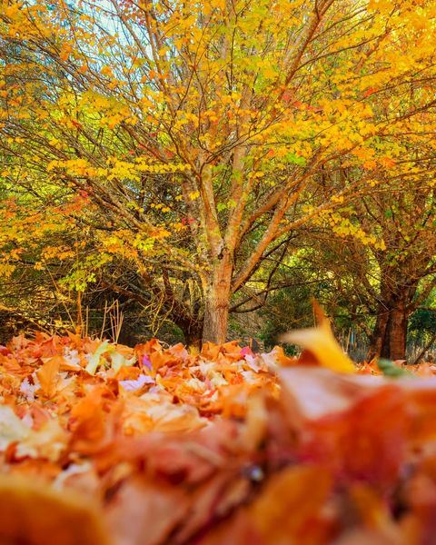 Nannup (29/05/2024 - Credits: Southwest Edge)