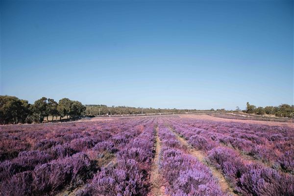 Yanchep Lavender Estate (1/03/2025)