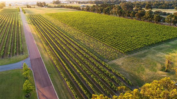 Sandalford Vineyards (13/03/2026)