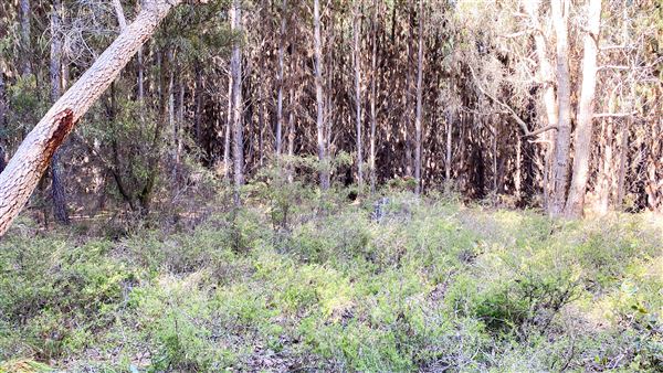 Jarrahdale Pine Plantations (14/11/2025 - Credits: Brett Dowson)
