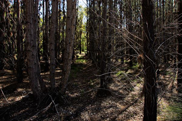 Jarrahdale Pine Plantations (14/11/2025 - Credits: Brett Dowson)