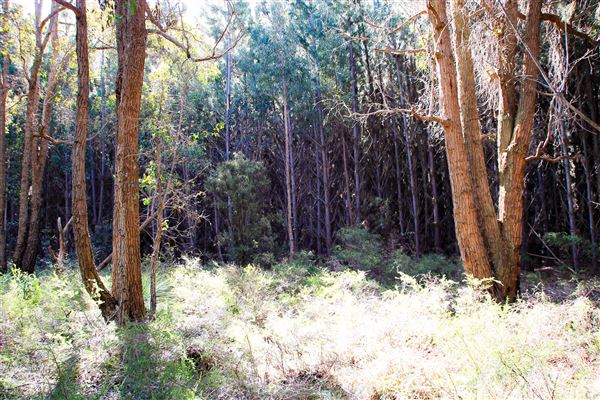 Jarrahdale Pine Plantations (14/11/2025 - Credits: Brett Dowson)