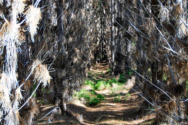 Jarrahdale Pine Plantations (14/11/2025 - Credits: Brett Dowson)